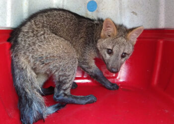 Fujama e bombeiros resgatam tamanduá, cachorro-do-mato e cobra dormideira em Jaraguá do Sul