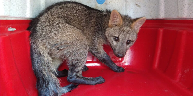 Fujama e bombeiros resgatam tamanduá, cachorro-do-mato e cobra dormideira em Jaraguá do Sul