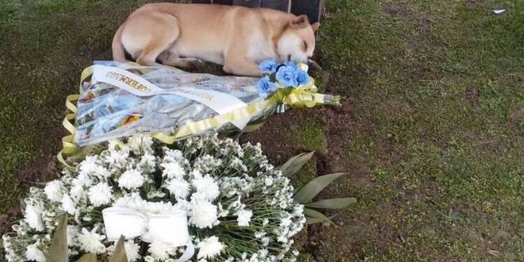 Cachorro deita em túmulo do dono em Rio Negrinho