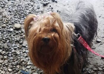 PM recupera cachorro furtado em Jaraguá do Sul