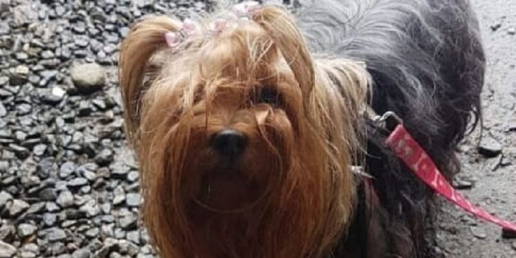 PM recupera cachorro furtado em Jaraguá do Sul