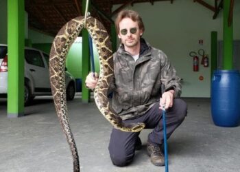 Fujama captura maior espécie de cobra do Norte de SC em Jaraguá do Sul