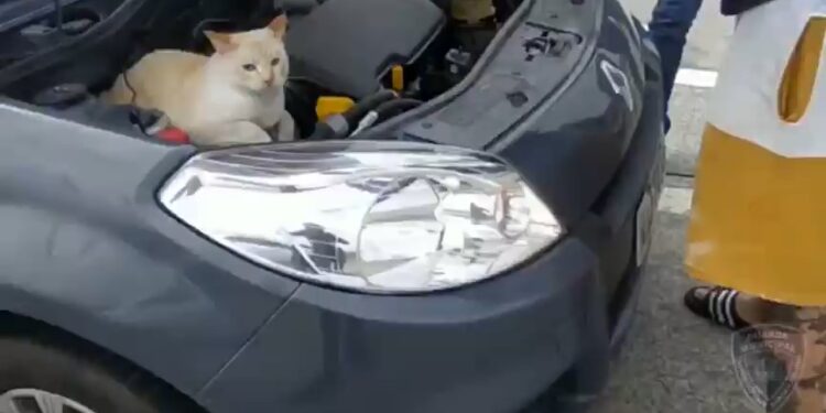 [Vídeo] Gato se esconde em motor de carro e é resgatado após miar em SC