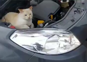 [Vídeo] Gato se esconde em motor de carro e é resgatado após miar em SC