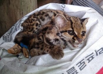 Gato-maracajá é resgatado em residência de Jaraguá do Sul