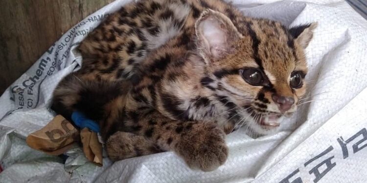 Gato-maracajá é resgatado em residência de Jaraguá do Sul