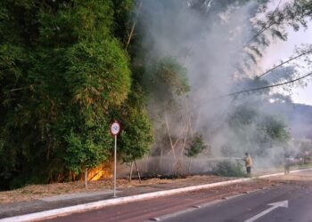 [Vídeo] Incêndio em bambuzal mobiliza bombeiros em Jaraguá do Sul