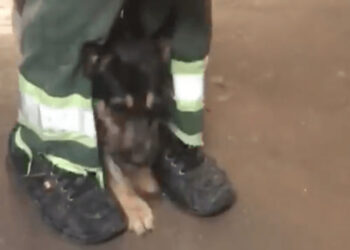 Vídeo: homem é preso por colocar cocaína dentro de focinho de cachorro em SP