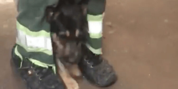 Vídeo: homem é preso por colocar cocaína dentro de focinho de cachorro em SP