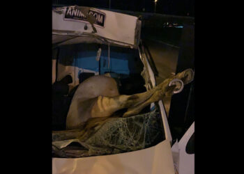 Cavalo é atropelado e vai parar dentro de carro em SC