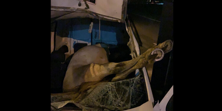 Cavalo é atropelado e vai parar dentro de carro em SC