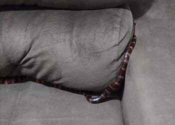 Mulher leva susto após cobra subir em seu pé em Jaraguá do Sul