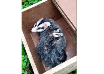 Gambá e quatro filhotes são soltos após captura em Guaramirim