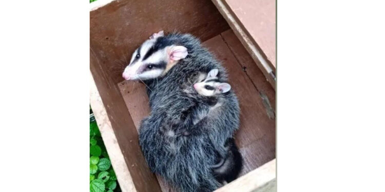 Gambá e quatro filhotes são soltos após captura em Guaramirim