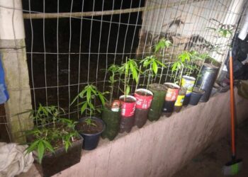 Homem é preso com plantação de maconha em Jaraguá do Sul