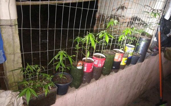 Homem é preso com plantação de maconha em Jaraguá do Sul