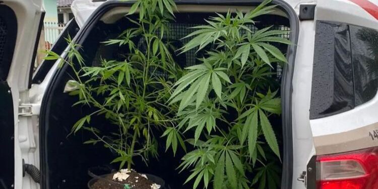 Homem é flagrado com maconha e afirma que usa para fazer chá, em Jaraguá do Sul