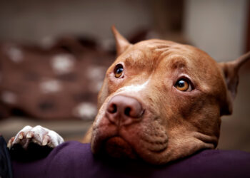 Cão da raça pitbull é encontrado debilitado e doente em Jaraguá do Sul