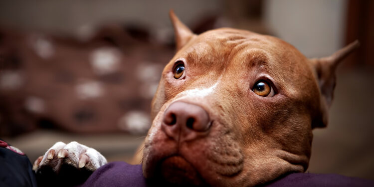 Cão da raça pitbull é encontrado debilitado e doente em Jaraguá do Sul