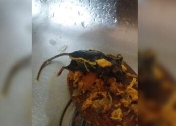 Rato é encontrado dentro de molho de tomate
