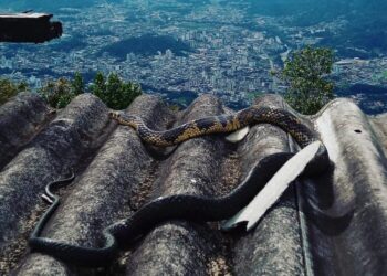 Serpente gigante é encontrada no Morro das Antenas, em Jaraguá do Sul