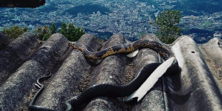 Serpente gigante é encontrada no Morro das Antenas, em Jaraguá do Sul