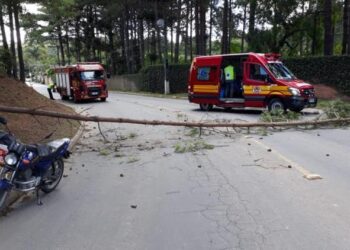 Motociclista é atingido por árvore que caiu de um barranco em Rio Negrinho