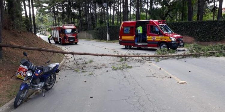 Motociclista é atingido por árvore que caiu de um barranco em Rio Negrinho