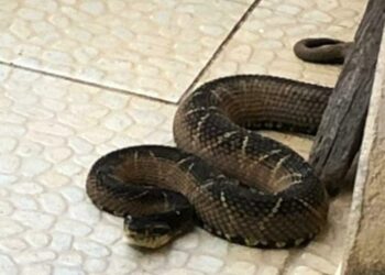 Serpente gigante é capturada em São João do Itaperiú