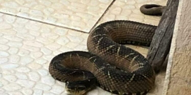 Serpente gigante é capturada em São João do Itaperiú