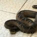 Serpente gigante é capturada em São João do Itaperiú