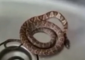 [Vídeo] Cobra é encontrada em pia de apartamento em Jaraguá do Sul