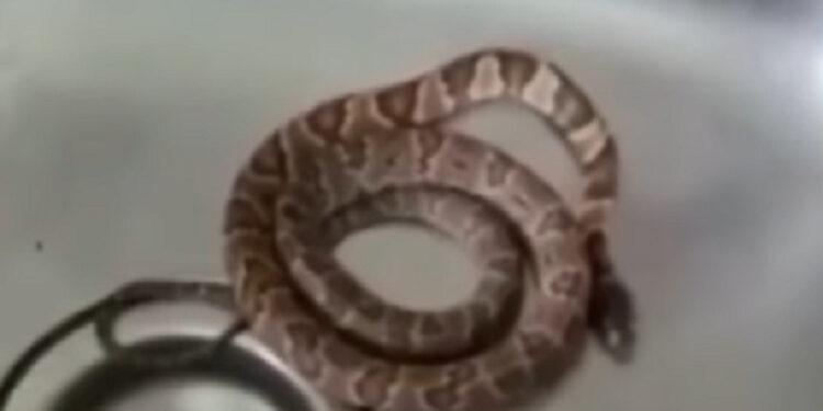 [Vídeo] Cobra é encontrada em pia de apartamento em Jaraguá do Sul