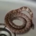 [Vídeo] Cobra é encontrada em pia de apartamento em Jaraguá do Sul