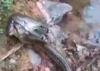 Cobra com peixe na boca é flagrada em Jaraguá do Sul