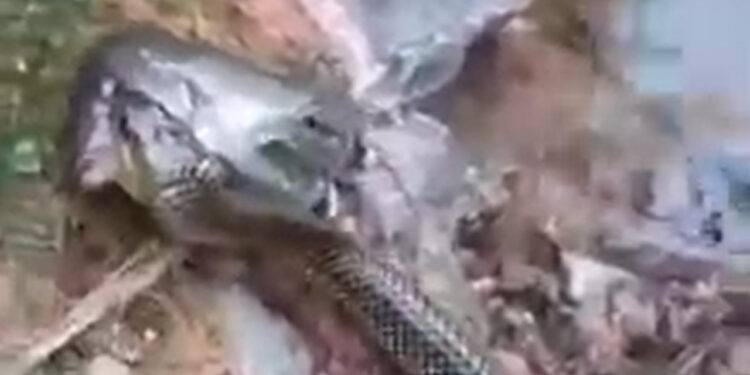 Cobra com peixe na boca é flagrada em Jaraguá do Sul