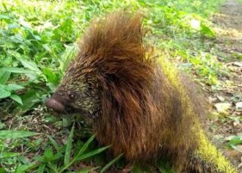 Porco-espinho é resgatado em Jaraguá do Sul
