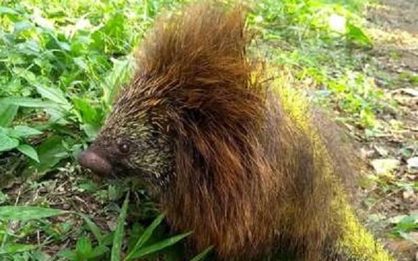 Porco-espinho é resgatado em Jaraguá do Sul