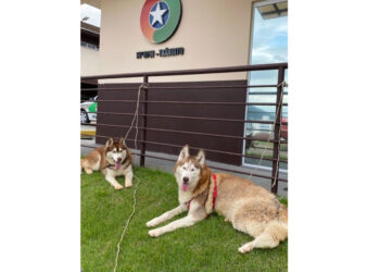 Cães fogem, tomam banho de piscina e são encontrados no 14º Batalhão de Polícia Militar