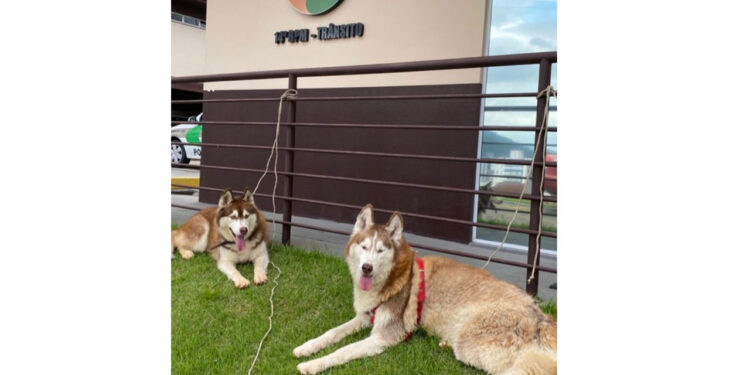 Cães fogem, tomam banho de piscina e são encontrados no 14º Batalhão de Polícia Militar