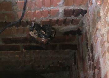 Bombeiros resgatam gato que caiu em poço em Schroeder