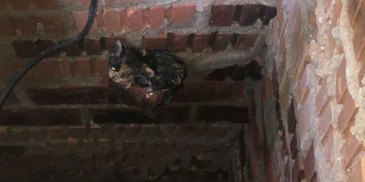 Bombeiros resgatam gato que caiu em poço em Schroeder