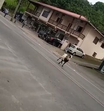 [Vídeo] Bode foge e causa confusão no trânsito em Jaraguá do Sul