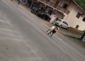 [Vídeo] Bode foge e causa confusão no trânsito em Jaraguá do Sul