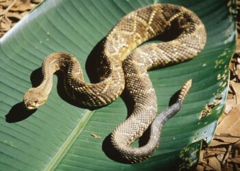 Cresce o número de acidentes por animais peçonhentos em SC