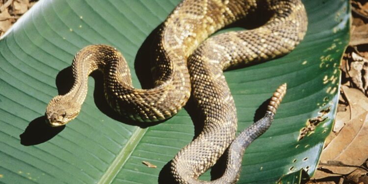 Cresce o número de acidentes por animais peçonhentos em SC