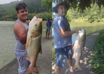 [Vídeo] Peixes gigantes são pescados no Parque Malwee