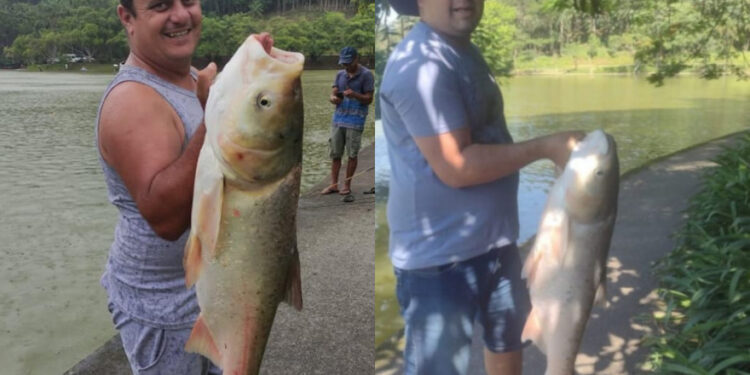 [Vídeo] Peixes gigantes são pescados no Parque Malwee