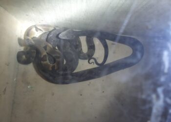 Duas jararacas são capturadas em São João do Itaperiú