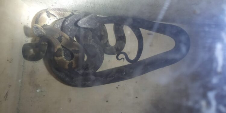 Duas jararacas são capturadas em São João do Itaperiú